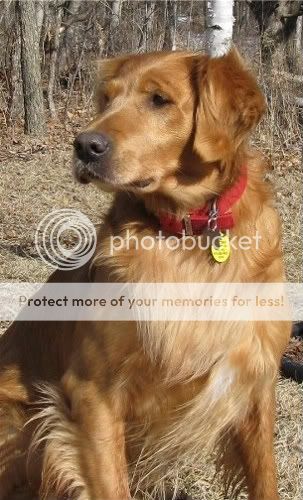 Dog picture