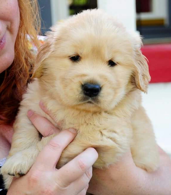 Dog picture