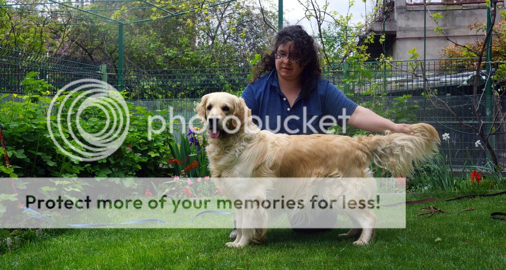 Dog picture