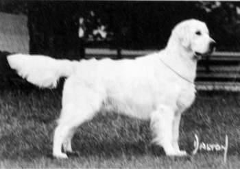 Dog picture