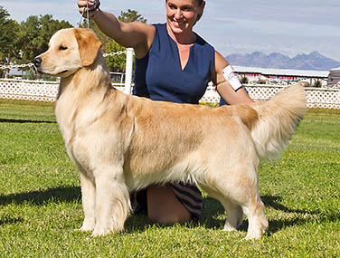 Dog picture