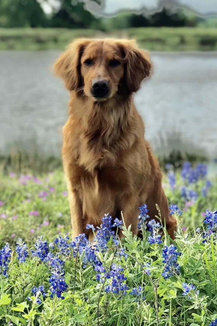 Dog picture