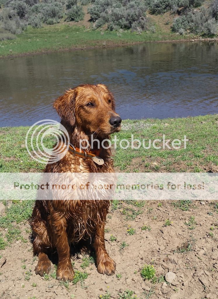 Dog picture