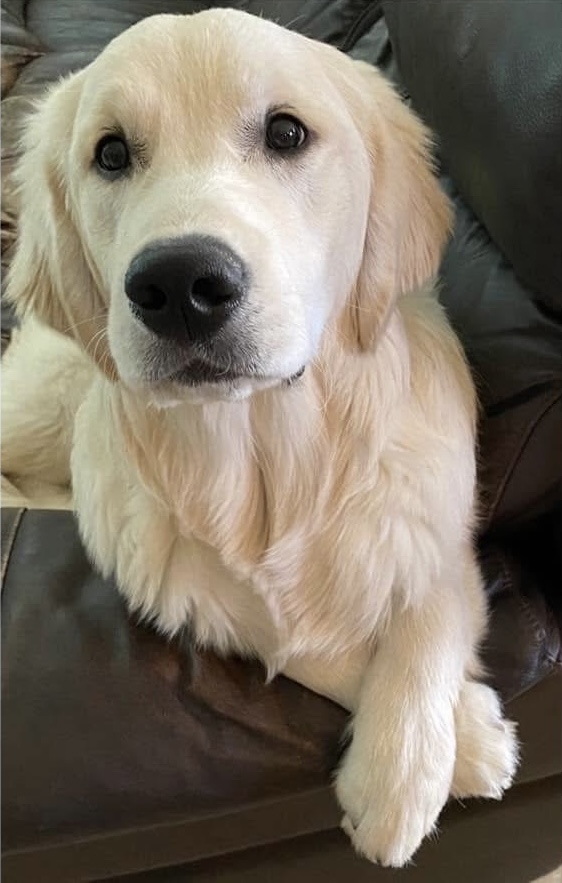 Dog picture