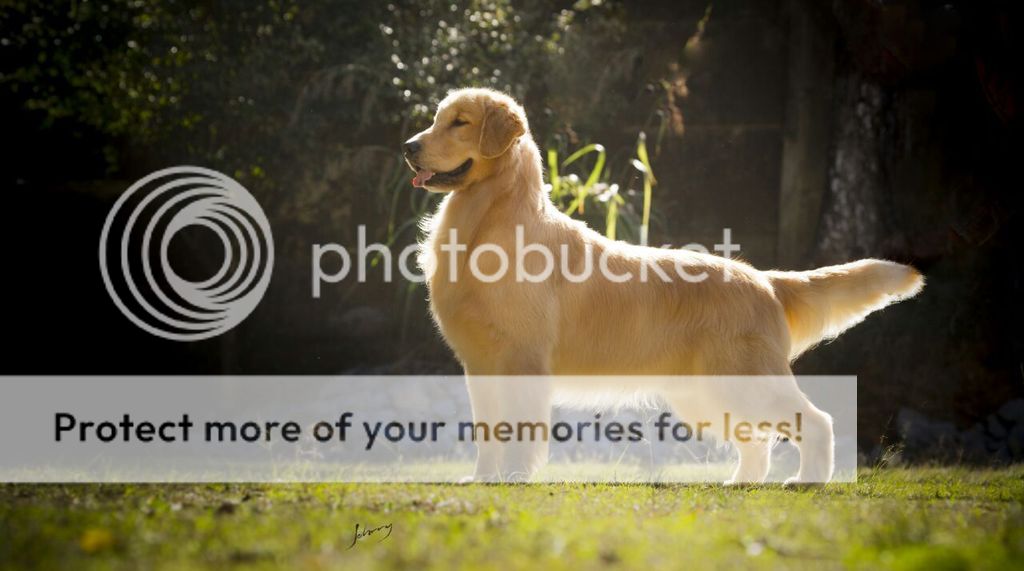 Dog picture
