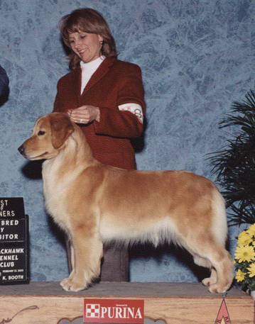 Dog picture