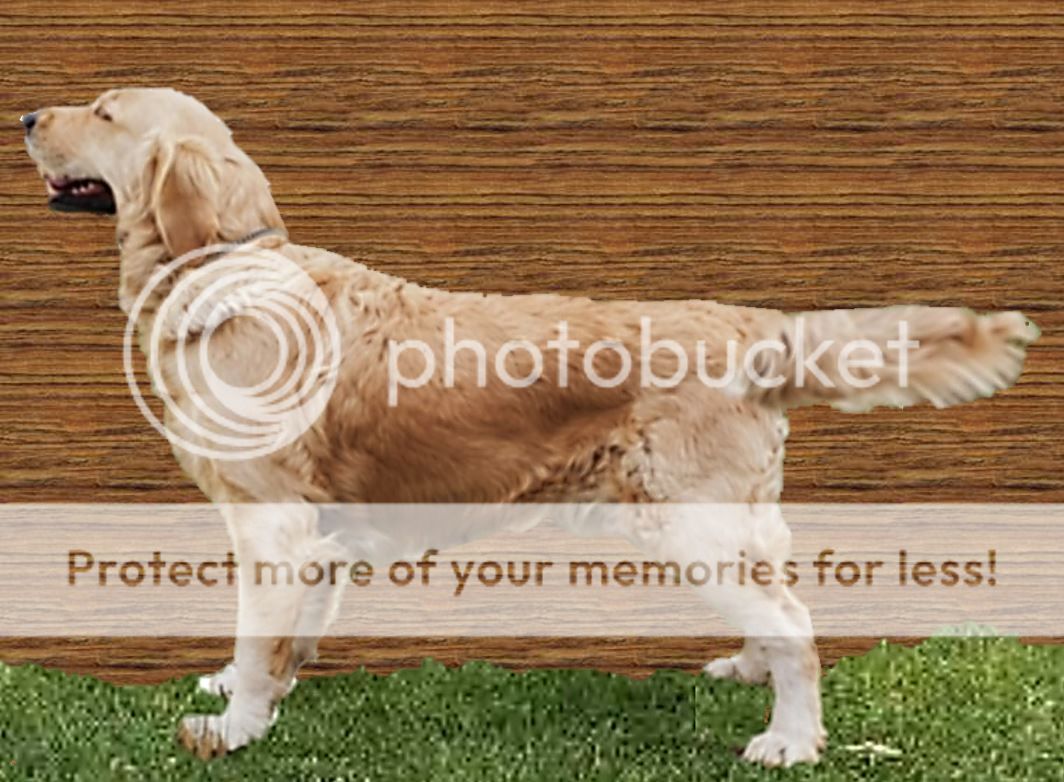 Dog picture