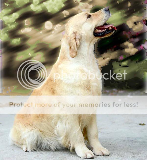 Dog picture