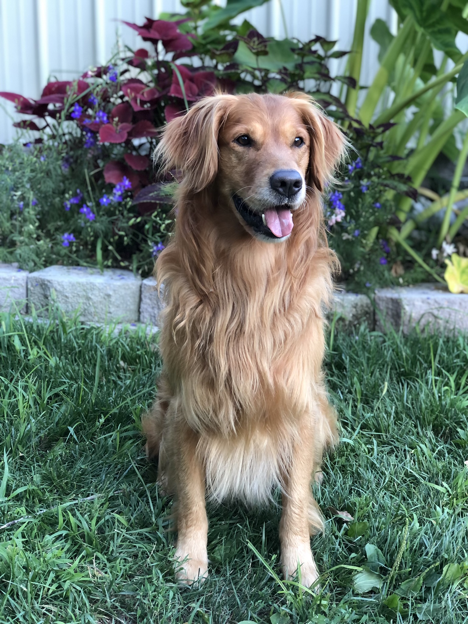Dog picture