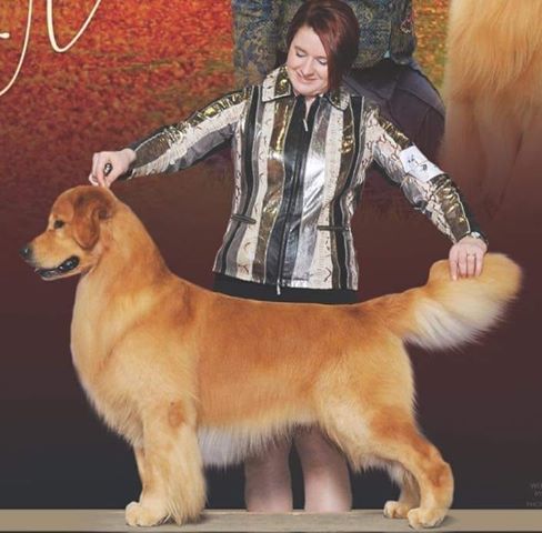 Dog picture