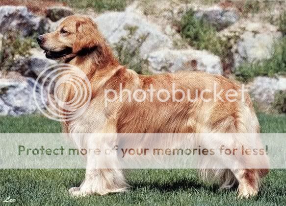 Dog picture