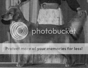 Dog picture
