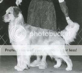 Dog picture