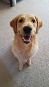 Dog picture