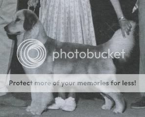 Dog picture