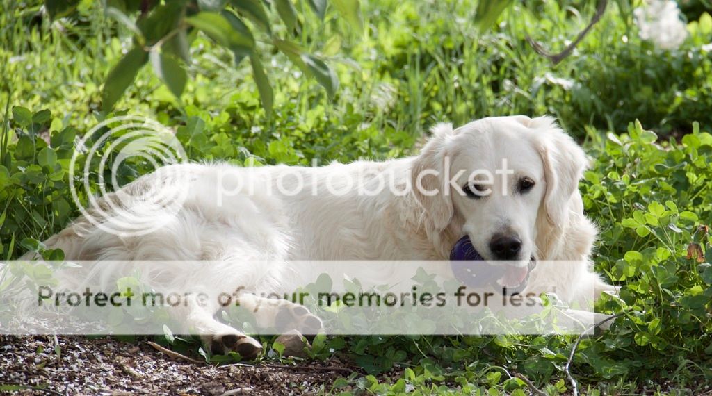 Dog picture