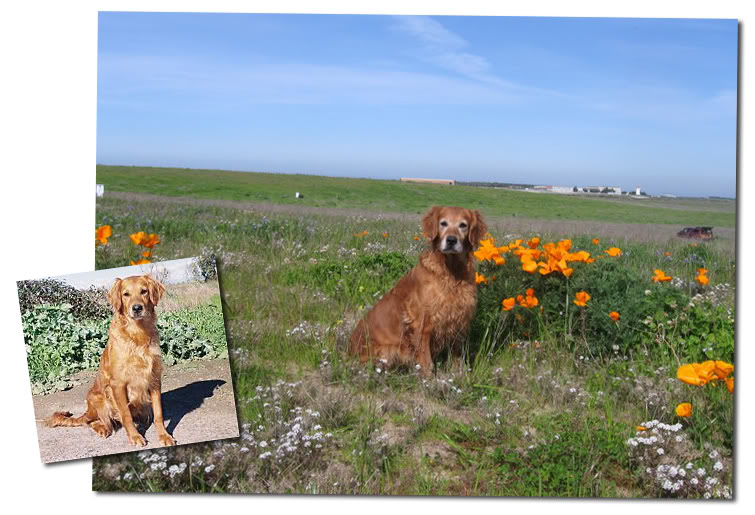 Dog picture