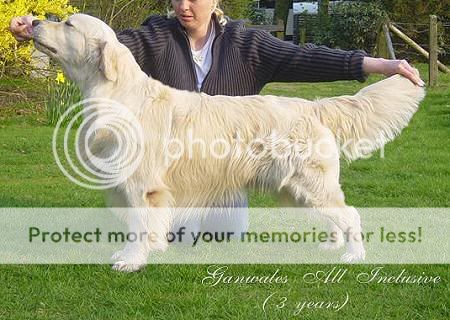 Dog picture