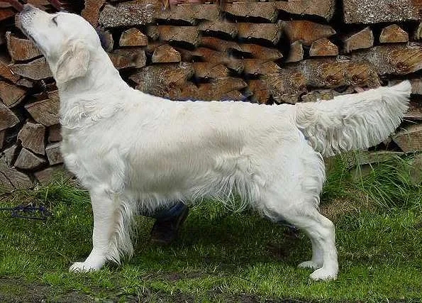 Dog picture