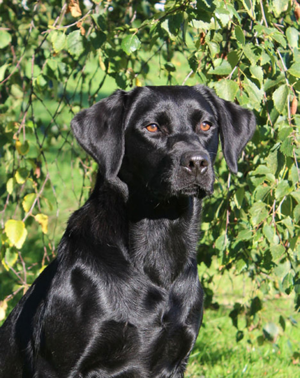 Dog picture