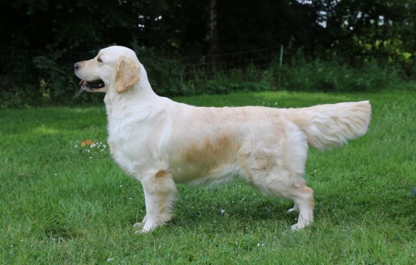 Dog picture