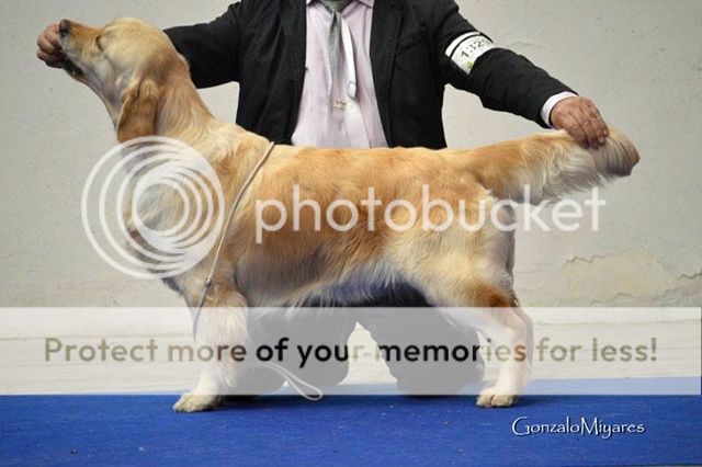 Dog picture