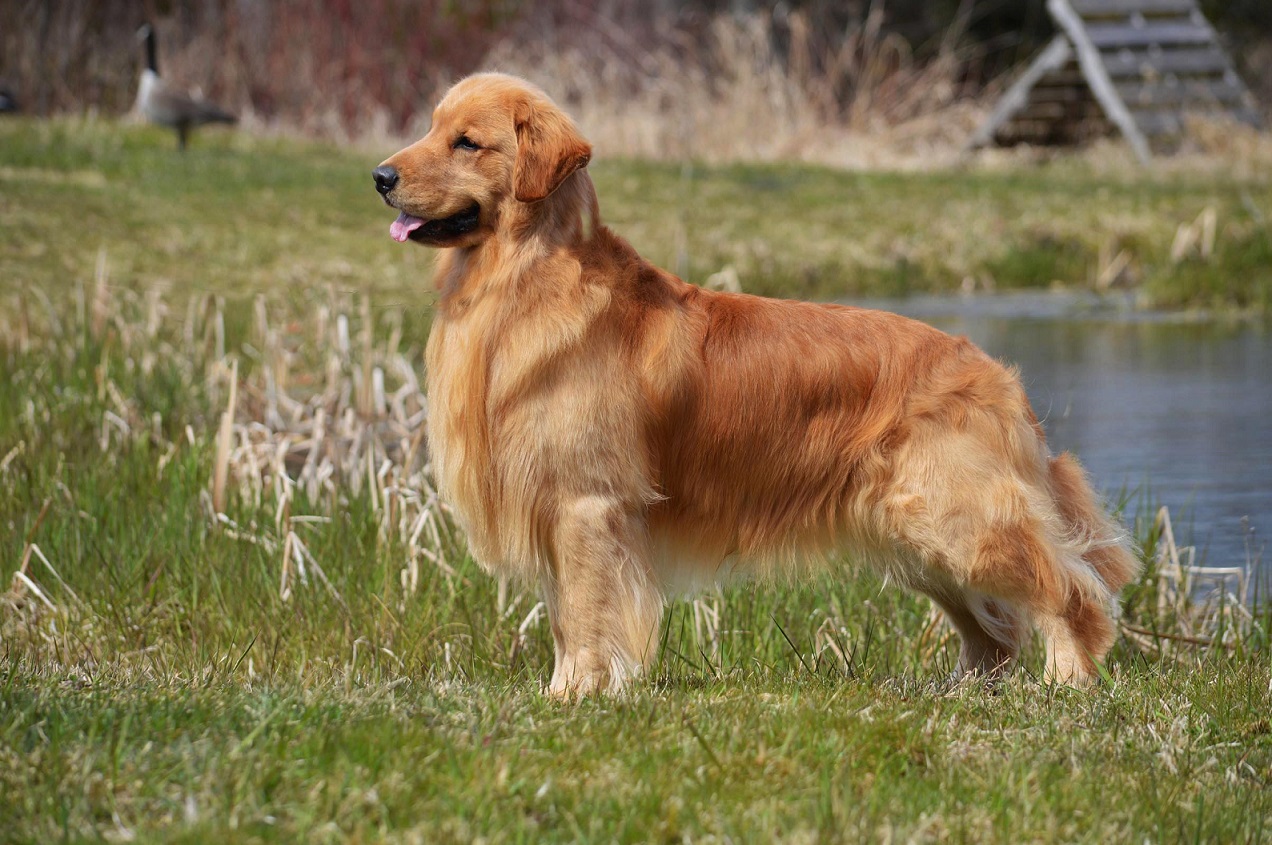 Dog picture