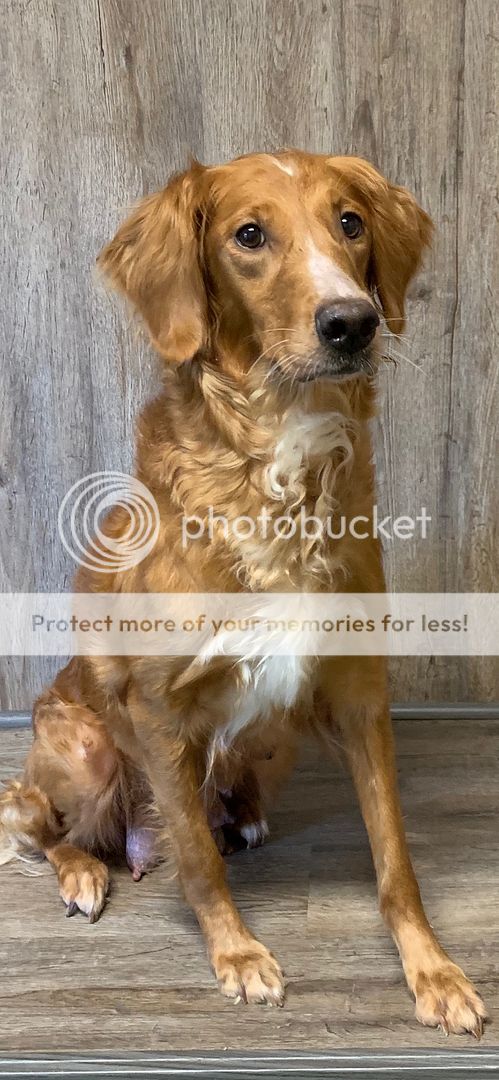 Dog picture
