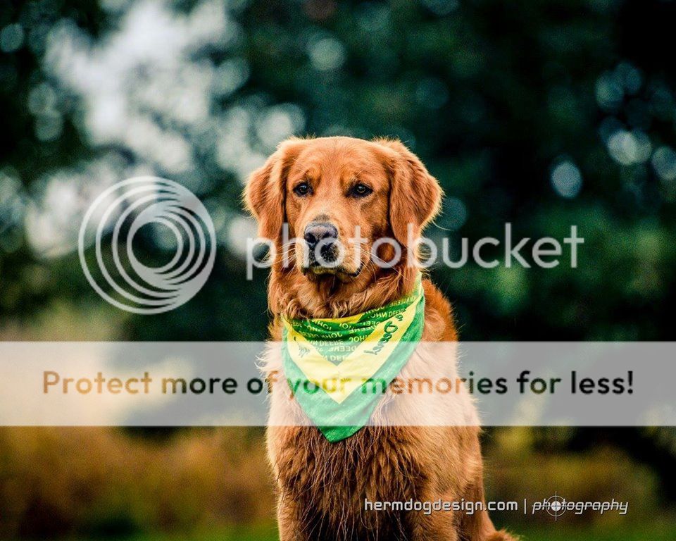 Dog picture