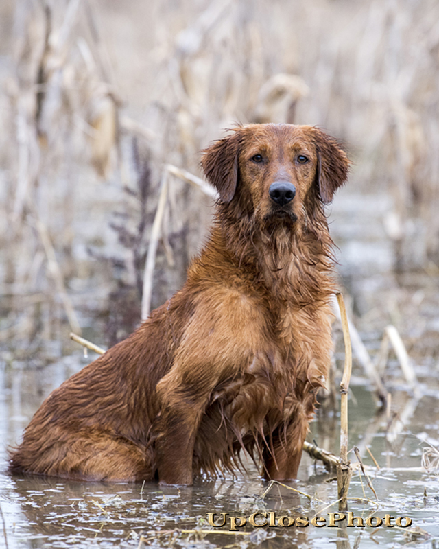Dog picture