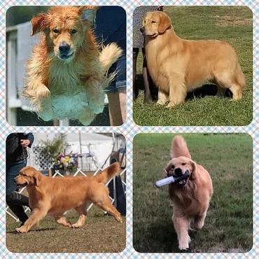 Dog picture