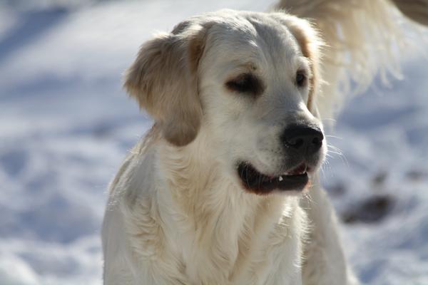 Dog picture