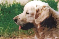 Dog picture