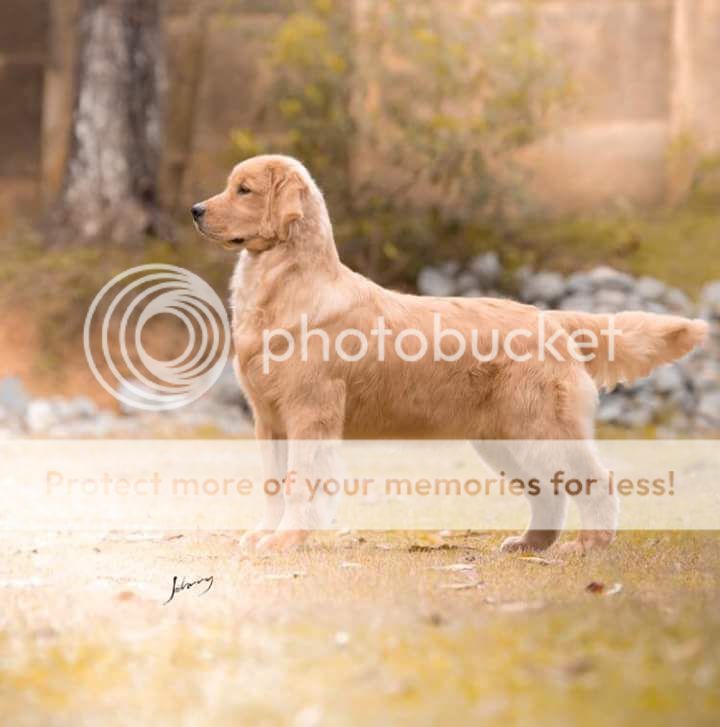 Dog picture