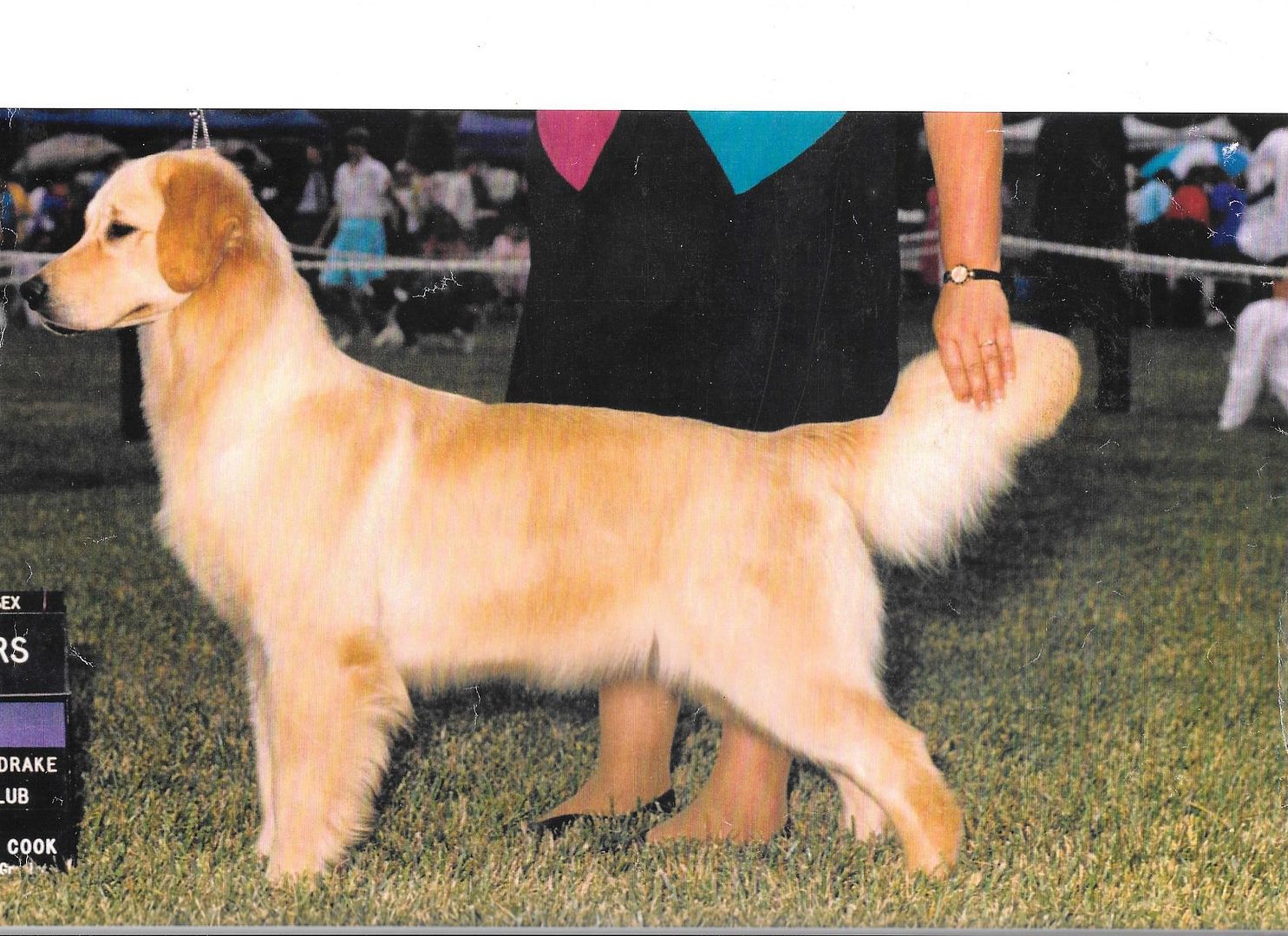 Dog picture