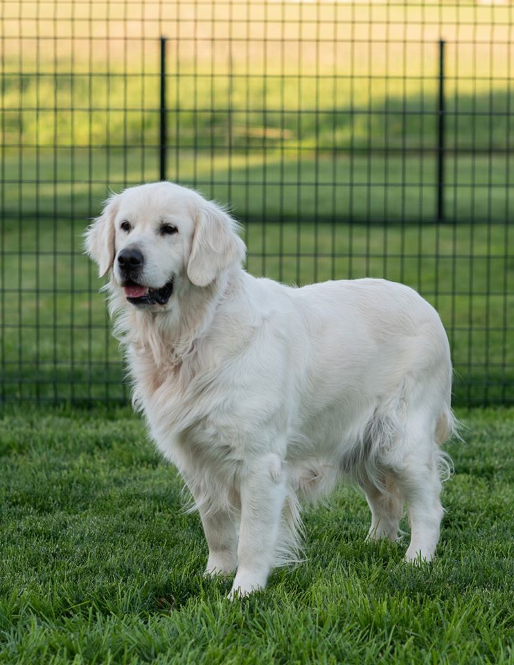 Dog picture
