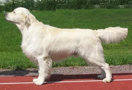 Dog picture