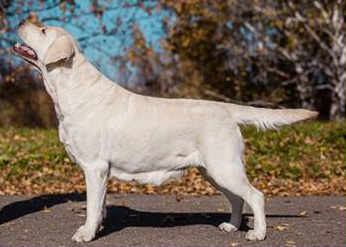 Dog picture