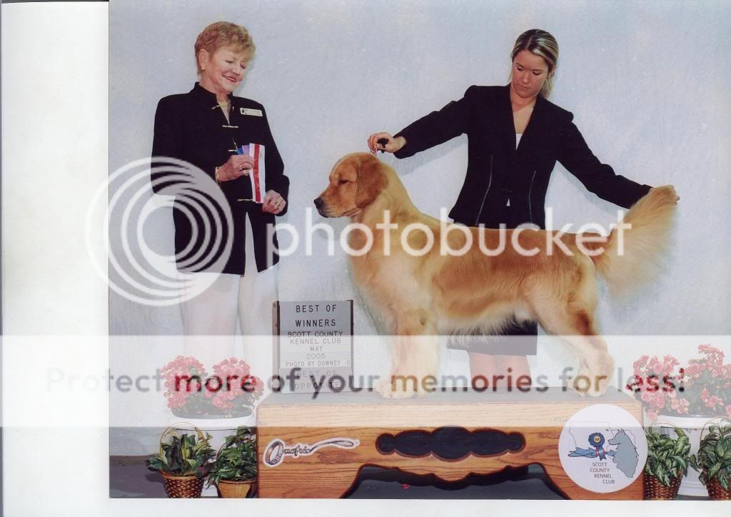 Dog picture