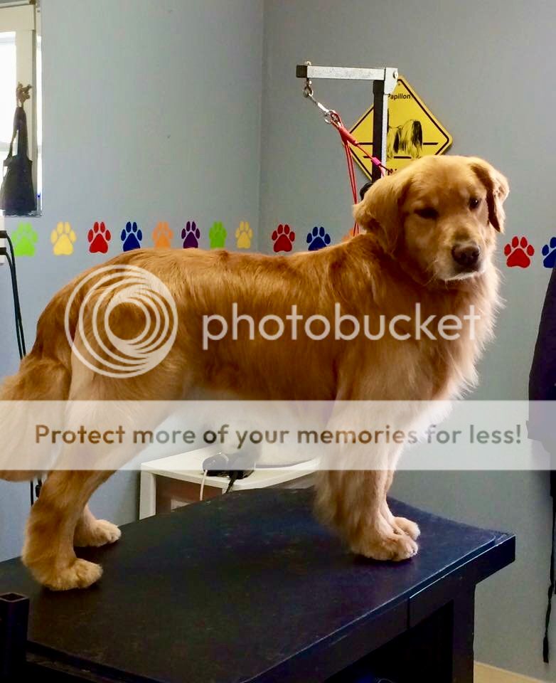 Dog picture