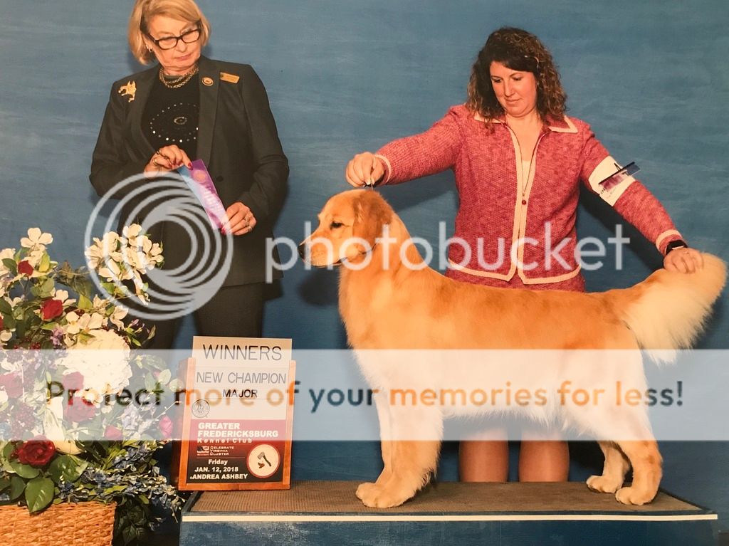 Dog picture