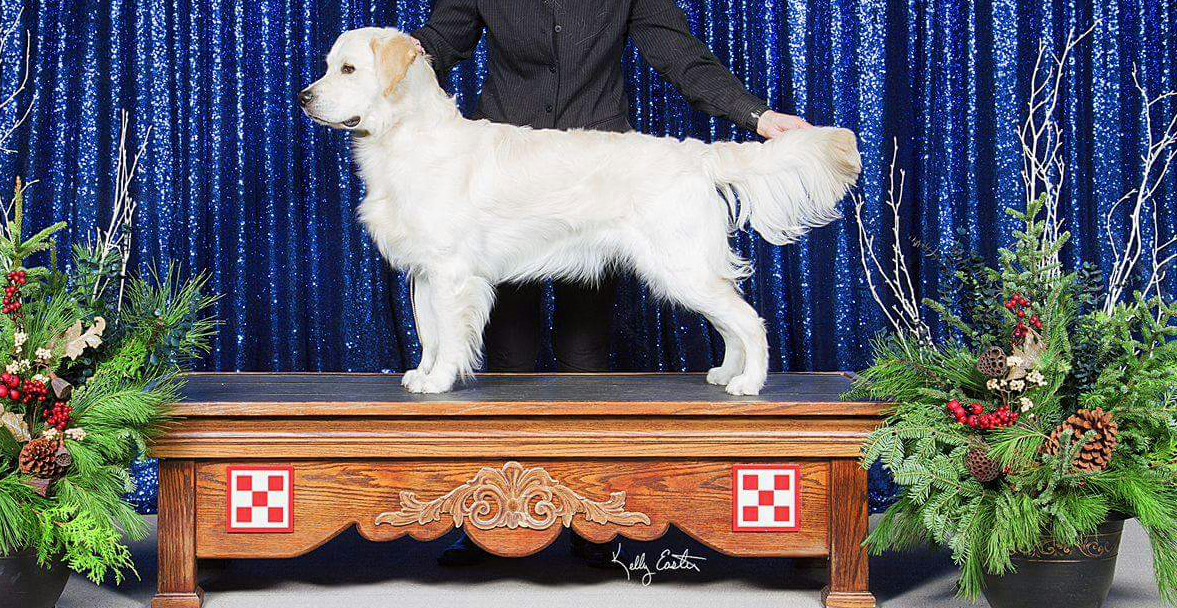 Dog picture