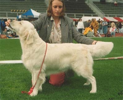 Dog picture
