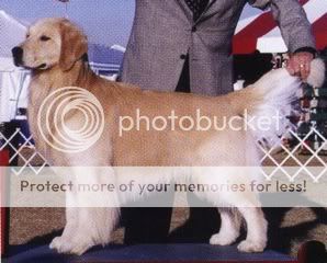Dog picture