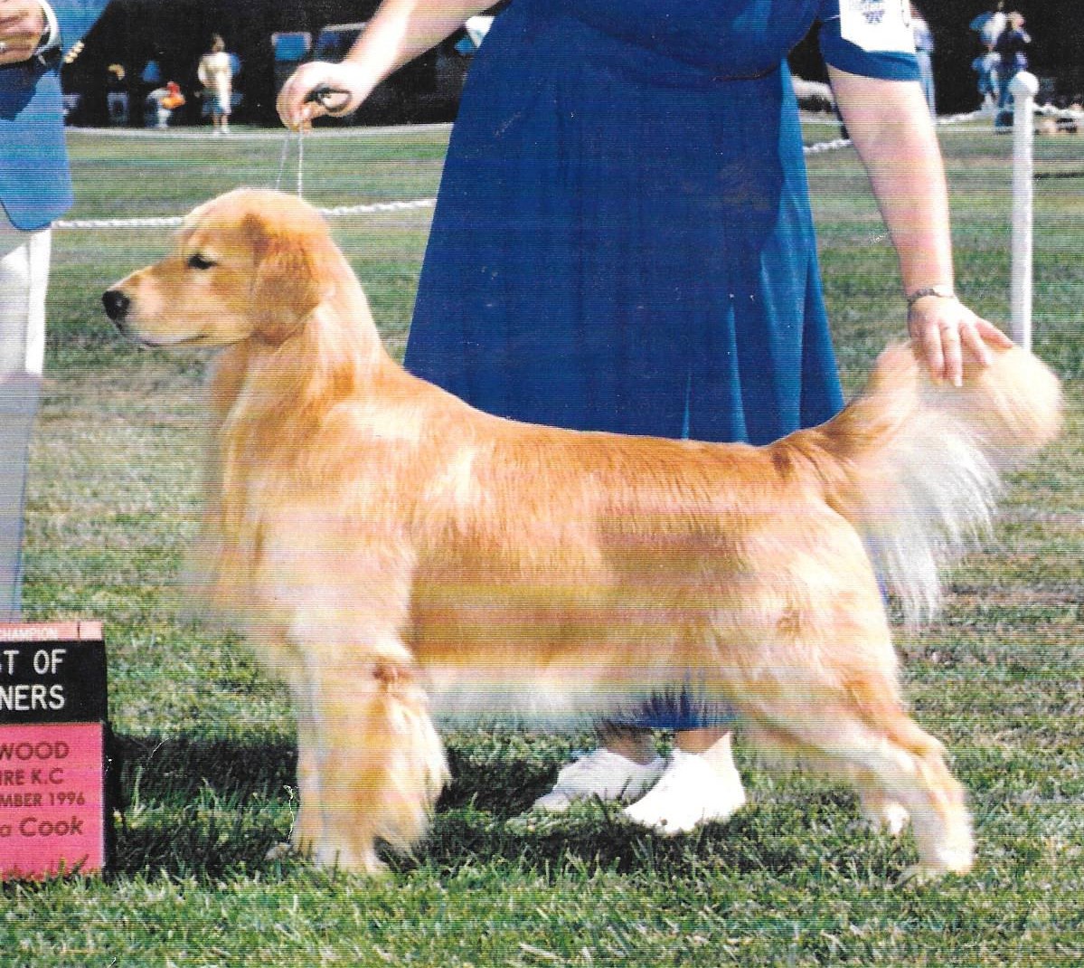Dog picture
