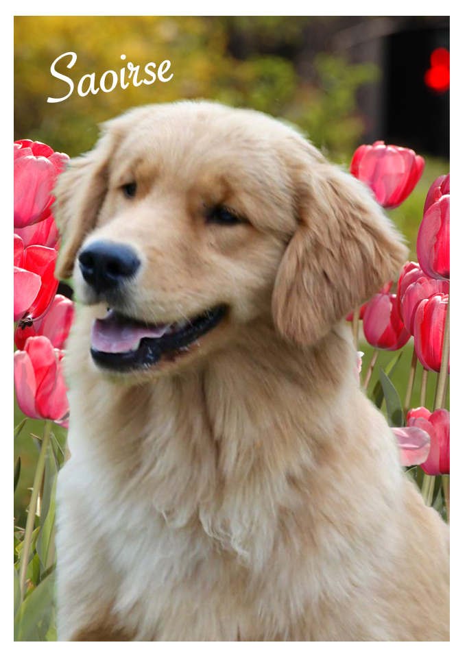 Dog picture
