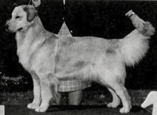 Dog picture