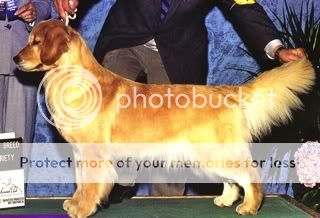 Dog picture
