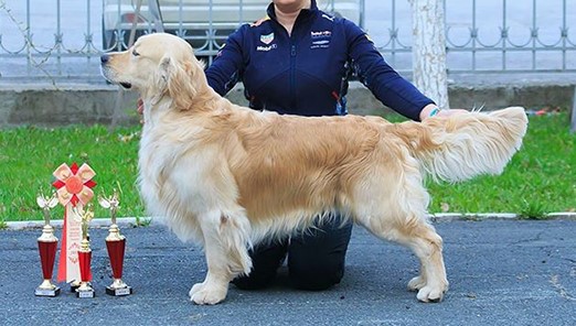 Dog picture