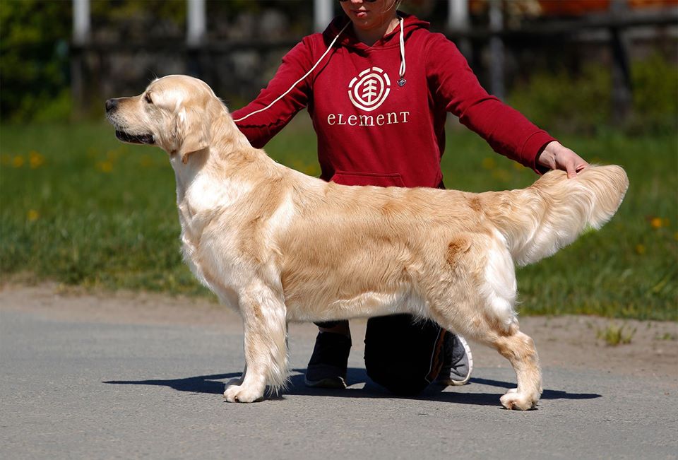 Dog picture